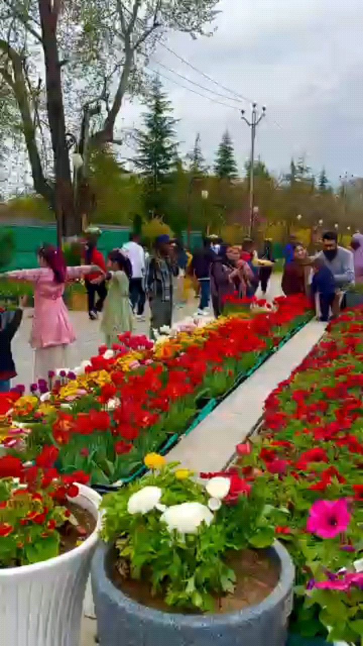 🌷 The Beauty of Tulips in Kashmir Srinagar #srinagar #kashmir #naturephotography #shorts